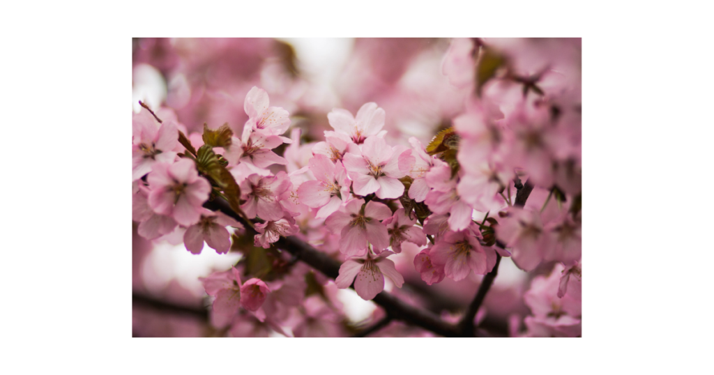 きれいに咲いてる桜の花