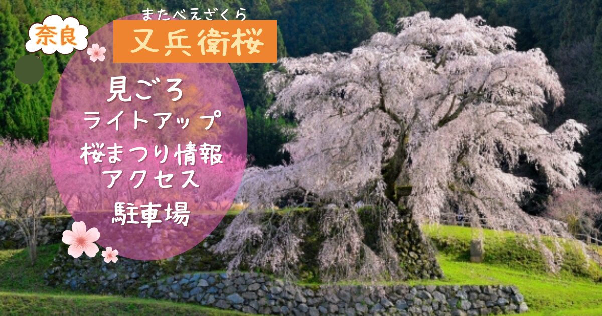 又兵衛桜の満開の写真